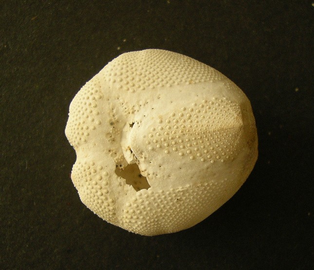 Echinocardium cordatum (Pennant, 1777) - teca